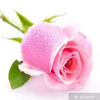Fancy Pink Rose 